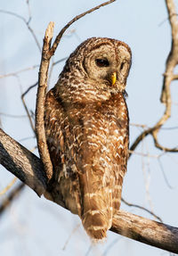 Low angle view of owl perching on branch