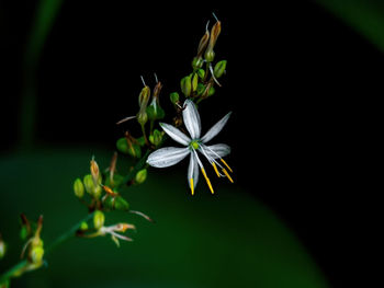 Close-up of white flowering plant against black background
