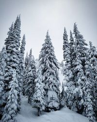 Snow covered trees in forest