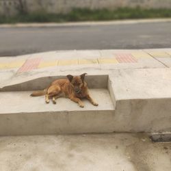 High angle portrait of a dog