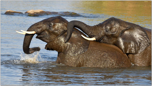 View of elephant in sea