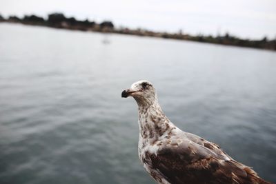 Close-up of bird on lake