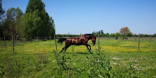 Horse in a field