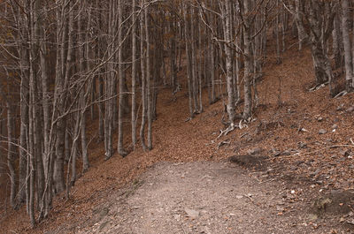 Trees in forest during autumn