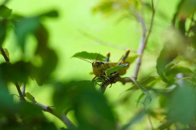 Close-up of insect on plant