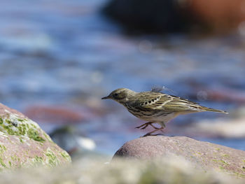 Bird perching on rock