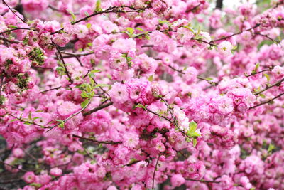 Close-up of pink cherry blossoms in spring