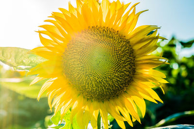 Close-up of sunflower blooming outdoors