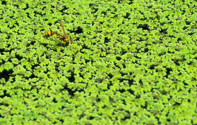 Full frame shot of leaves on field