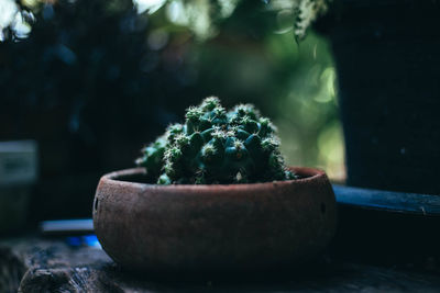 Close-up of potted plant on table