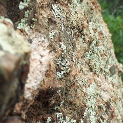 Close-up of tree trunk