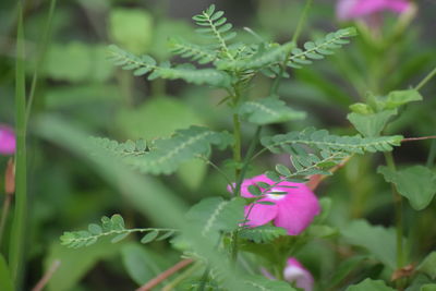 Close-up of pink flowering plant