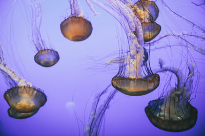 Close-up of jellyfish against blue background