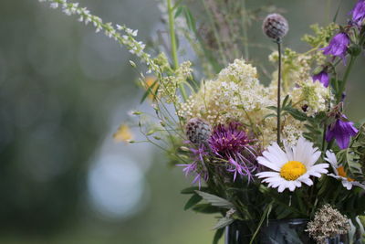 Close-up of purple flowering plant