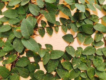 Full frame shot of leaves