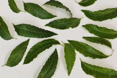 High angle view of leaves on white background