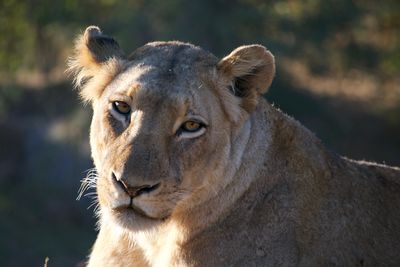 Close-up of lioness