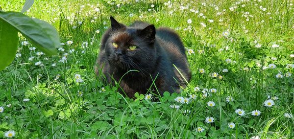 Male black colored cat