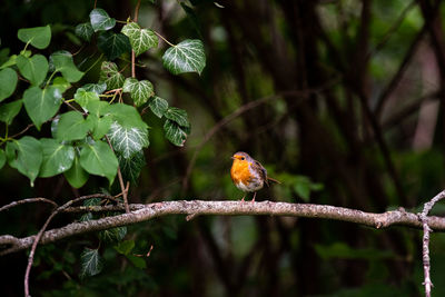 Bird perching on a tree