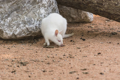 White cat on rock