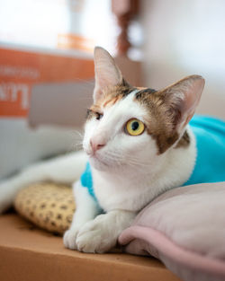 Close-up of a cat looking away