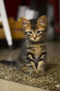 Cat sitting on floor at home