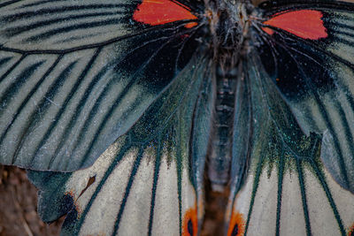 Close-up of butterfly on leaf