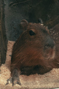 Close-up of rabbit