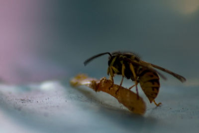 Close-up of butterfly pollinating