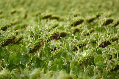 Full frame shot of sunflower field