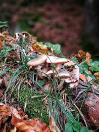 Close-up of mushrooms growing on field in forest