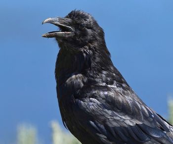 Low angle view of a bird