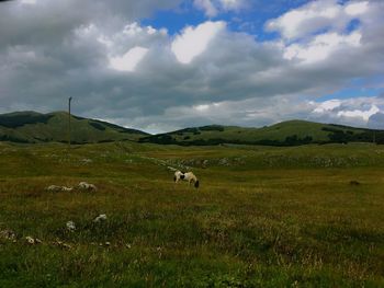 Sheep in a field