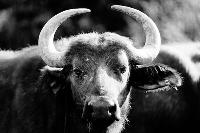 Close-up portrait of a horse