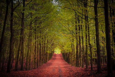 Dirt road amidst trees in forest