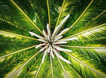 Low angle view of palm leaves
