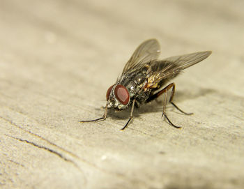 Close-up of fly on table