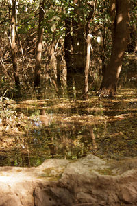 Reflection of trees in water