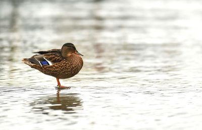 Bird on a lake