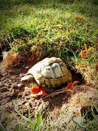 High angle view of turtle on field