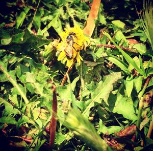 Close-up of yellow flowers