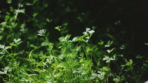 Plant growing in park