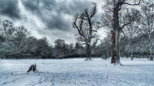 Bare trees on field against cloudy sky