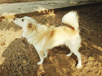 Close-up of dog standing outdoors