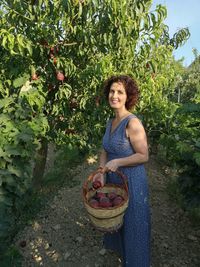 Woman collecting peaches from the plant