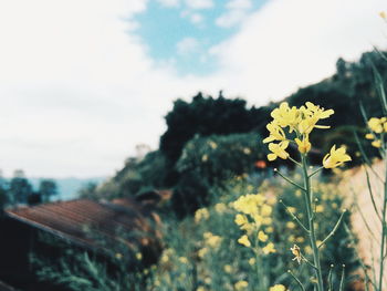 Close-up of yellow flowering plant on field