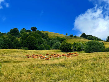 Scenic view of grassy field against sky