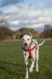 Portrait of dog on landscape