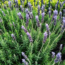 High angle view of purple flowering plants on land