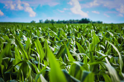 Surface level of crops on field against sky